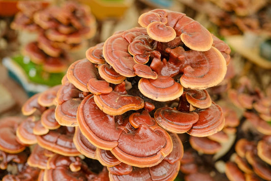 Wild-quality Reishi mushroom